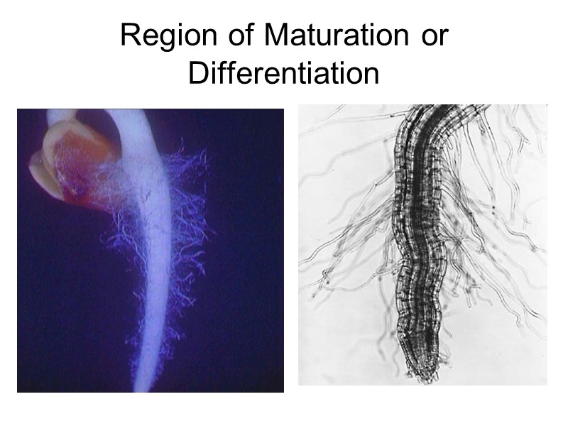 Region of Maturation or Differentiation
